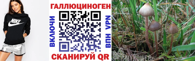 Псилоцибиновые грибы GOLDEN TEACHER  Усть-Илимск 